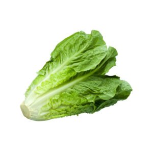 laitue romaine